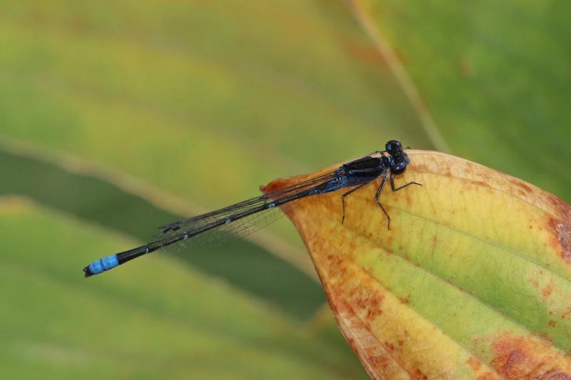 Photo of Skimming Bluet