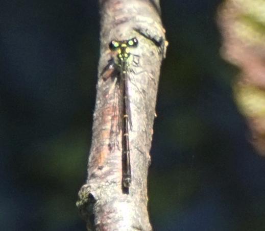 Photo of Fragile Forktail