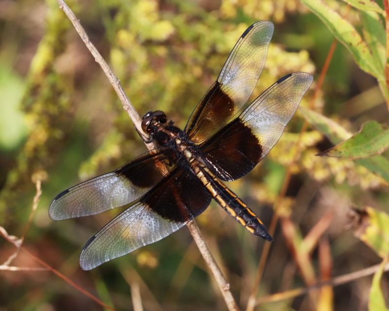 Photo of Widow Skimmer