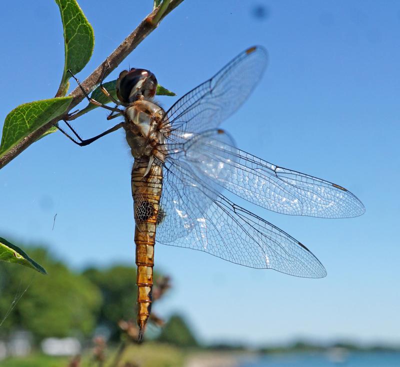 Photo of Spot-winged Glider