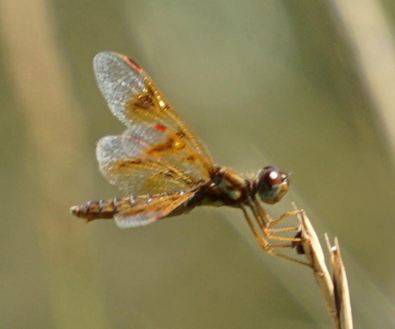 Photo of Eastern Amberwing