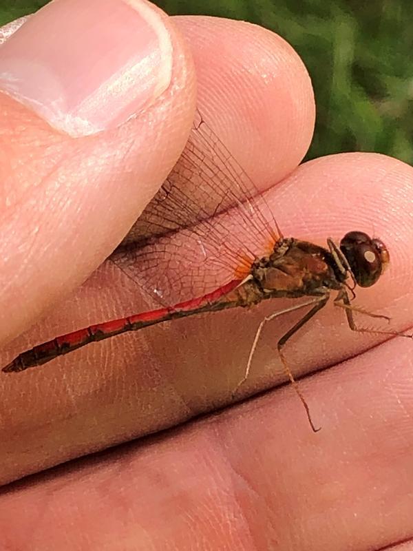 Photo of Autumn Meadowhawk