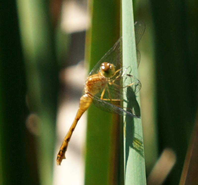 Photo of Autumn Meadowhawk