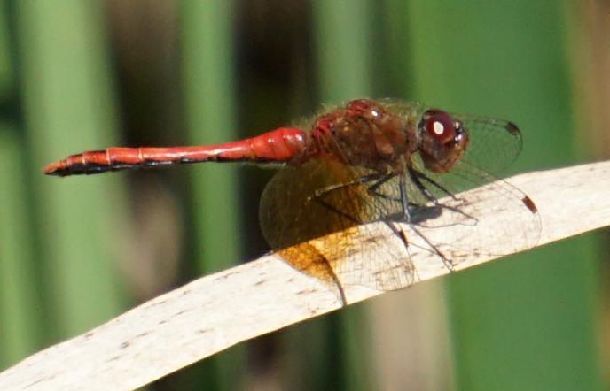 Photo of Band-winged Meadowhawk