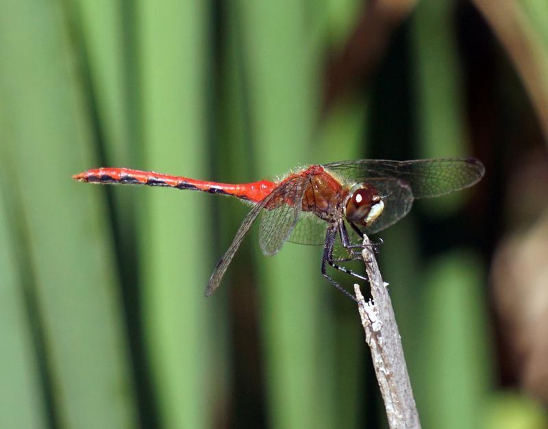 Photo of White-faced Meadowhawk