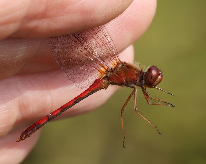 Photo of Autumn Meadowhawk