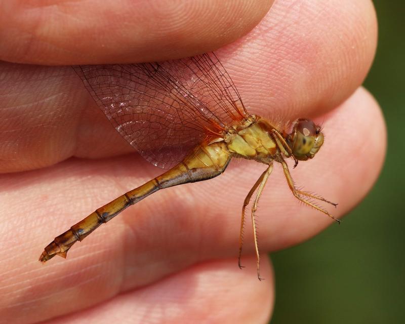 Photo of Autumn Meadowhawk