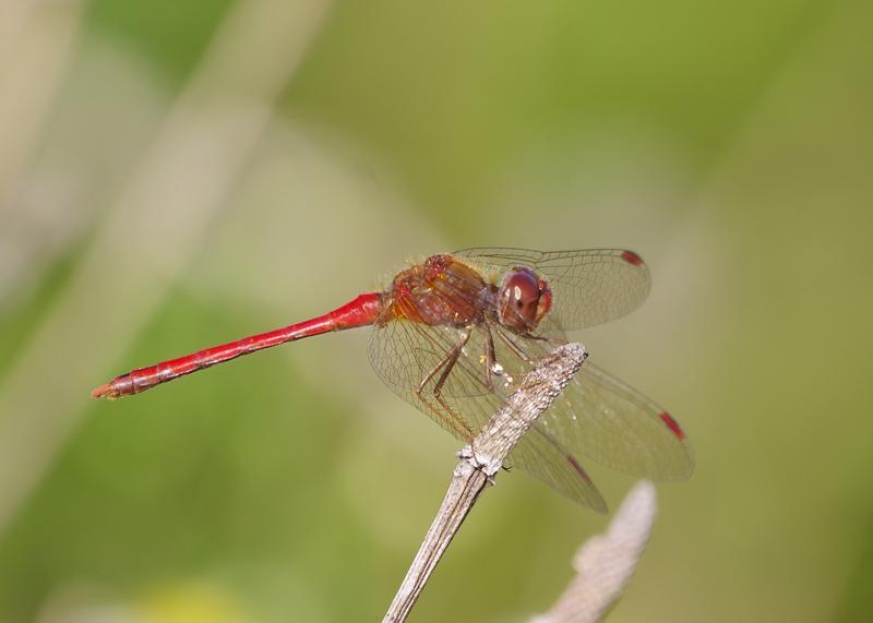 Photo of Autumn Meadowhawk