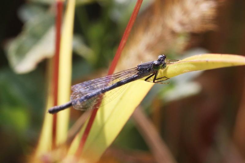 Photo of Eastern Forktail