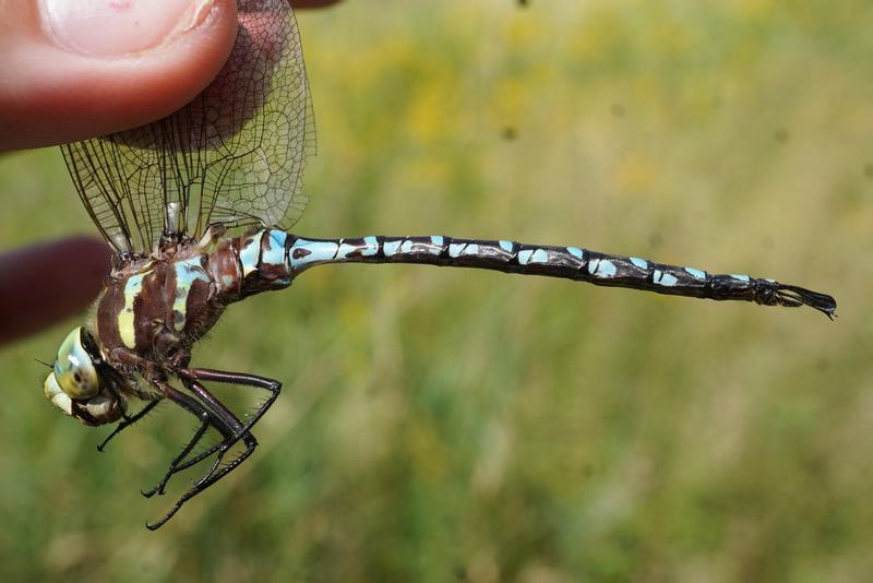 Photo of Lance-tipped Darner