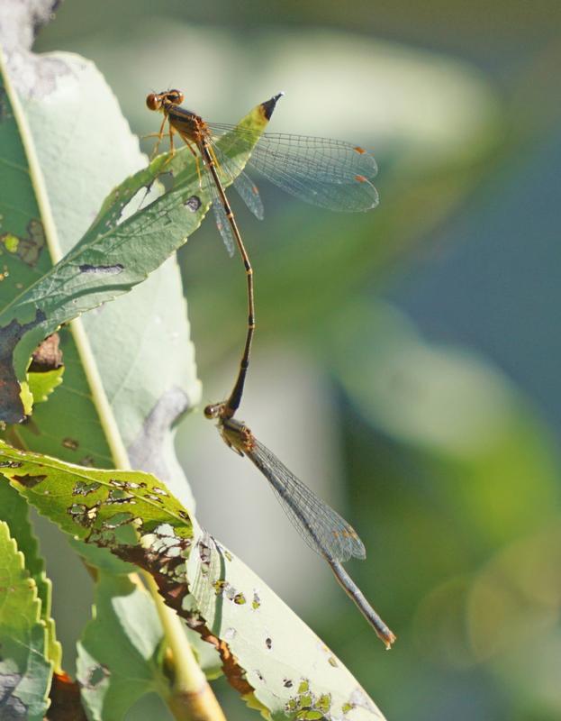 Photo of Orange Bluet