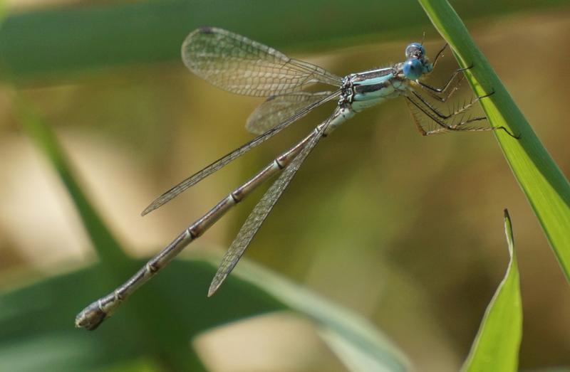 Photo of Slender Spreadwing