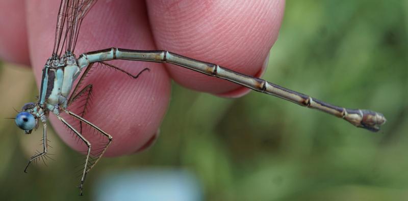 Photo of Slender Spreadwing