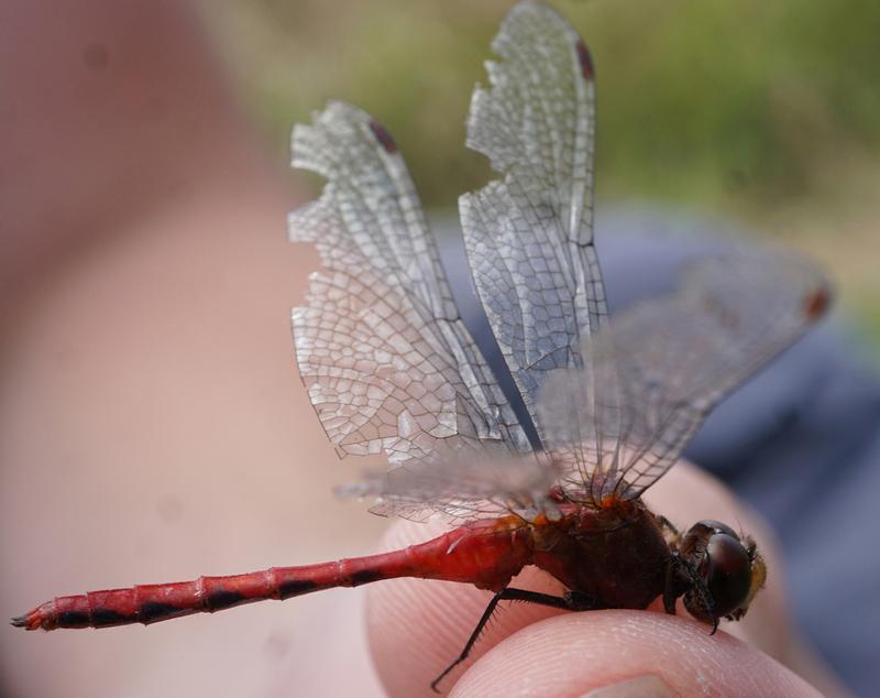 Photo of Ruby Meadowhawk