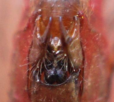 Photo of Ruby Meadowhawk
