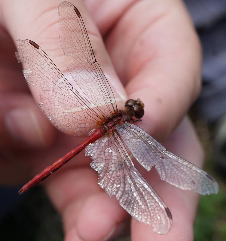 Photo of Ruby Meadowhawk