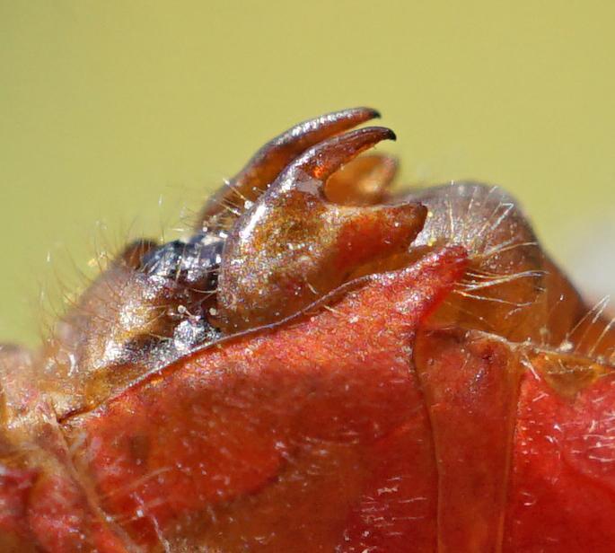 Photo of Ruby Meadowhawk