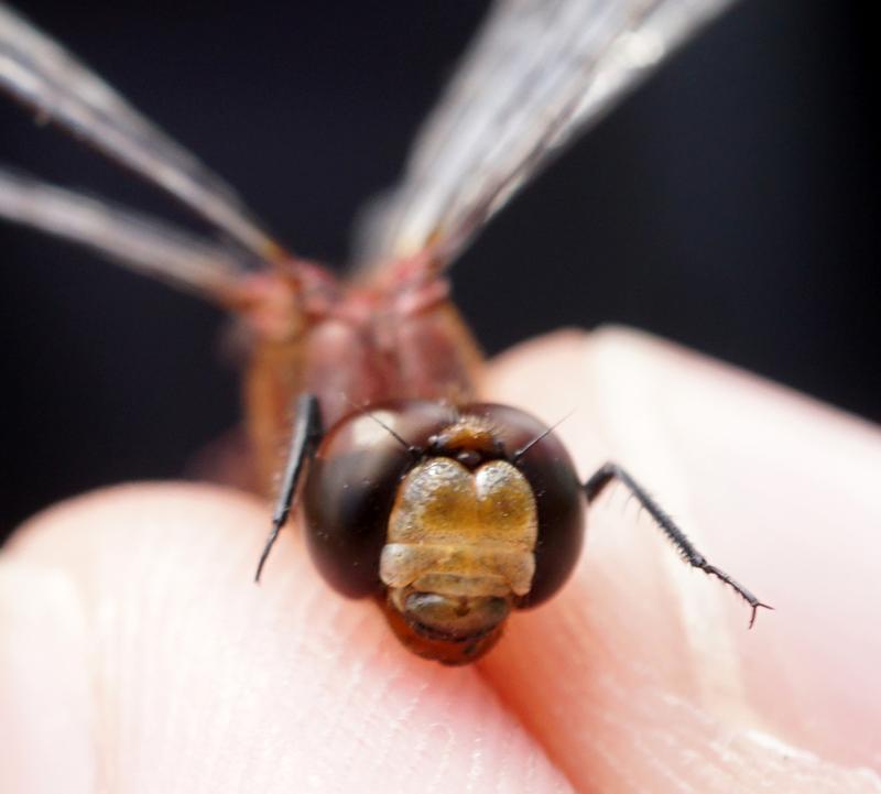 Photo of Ruby Meadowhawk