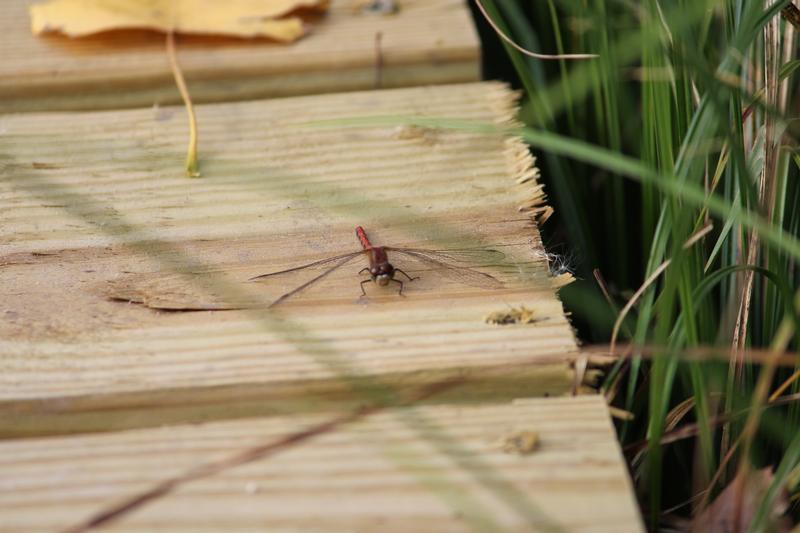 Photo of Ruby Meadowhawk