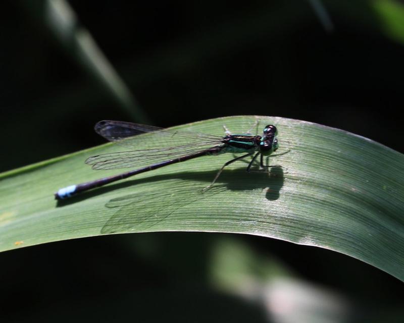 Photo of Eastern Forktail