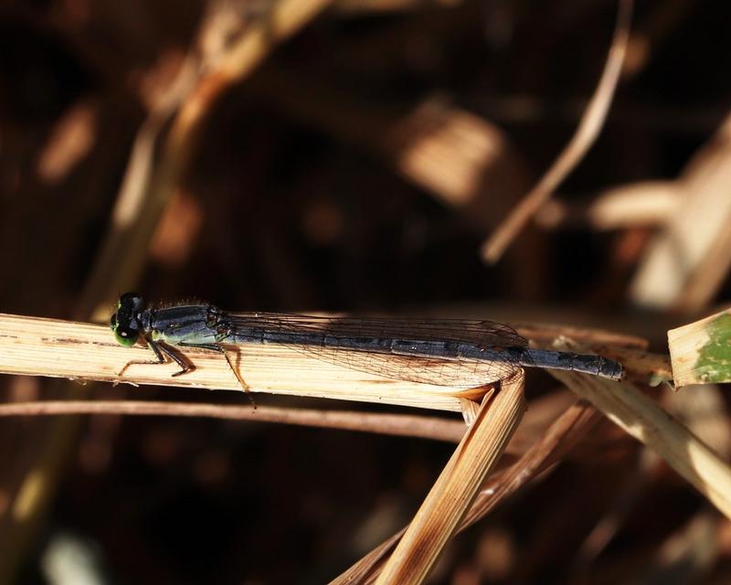 Photo of Eastern Forktail