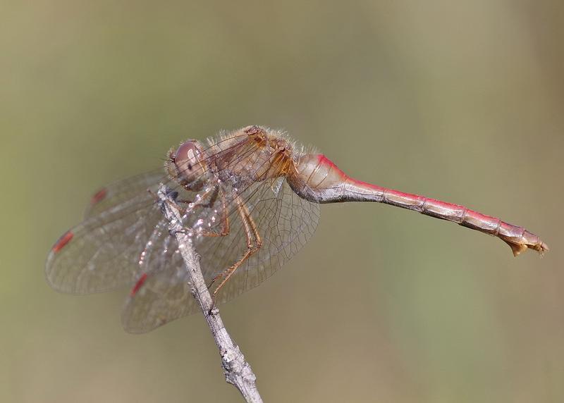 Photo of Autumn Meadowhawk