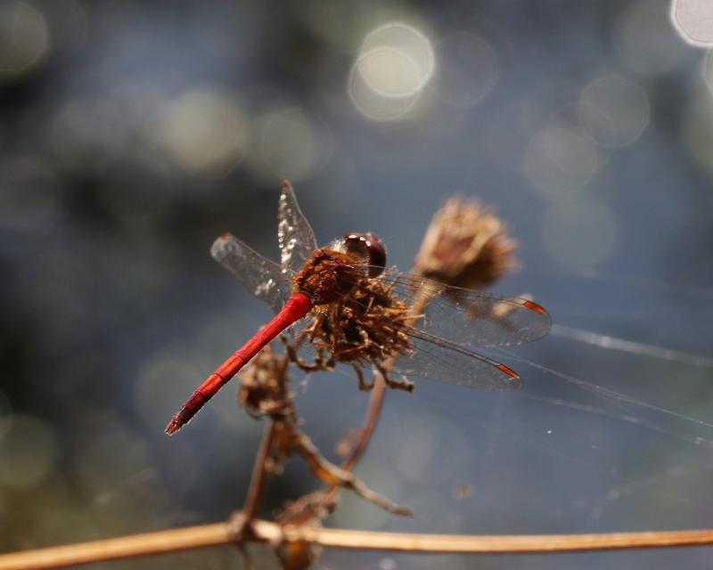 Photo of Autumn Meadowhawk