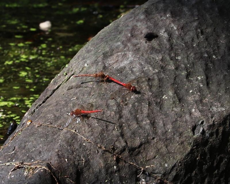 Photo of Autumn Meadowhawk