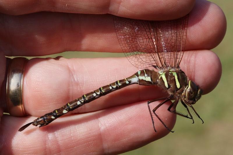 Photo of Shadow Darner