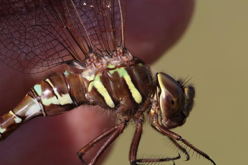 Photo of Shadow Darner