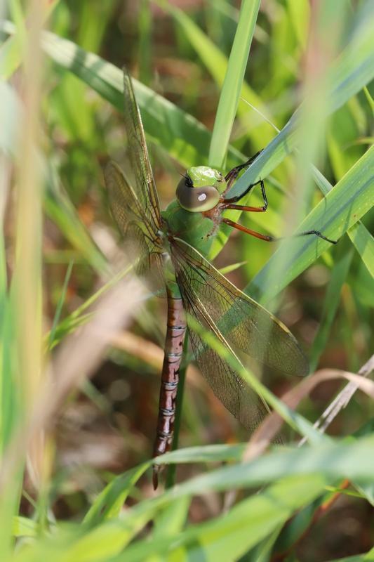 Photo of Common Green Darner