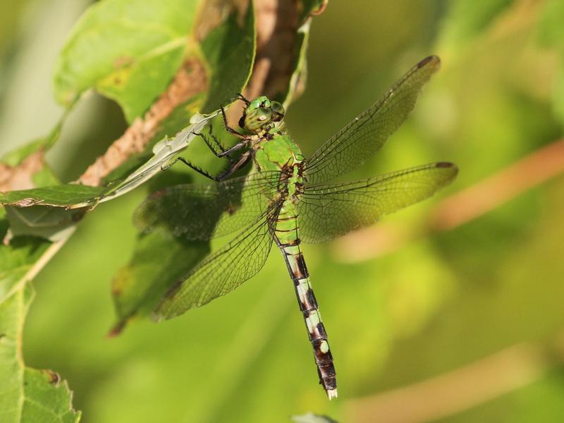 Photo of Eastern Pondhawk