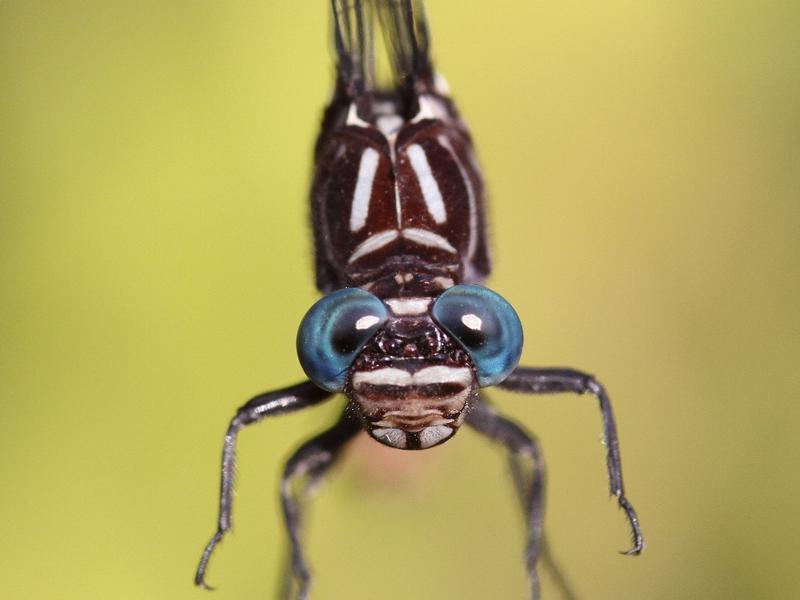 Photo of Elusive Clubtail