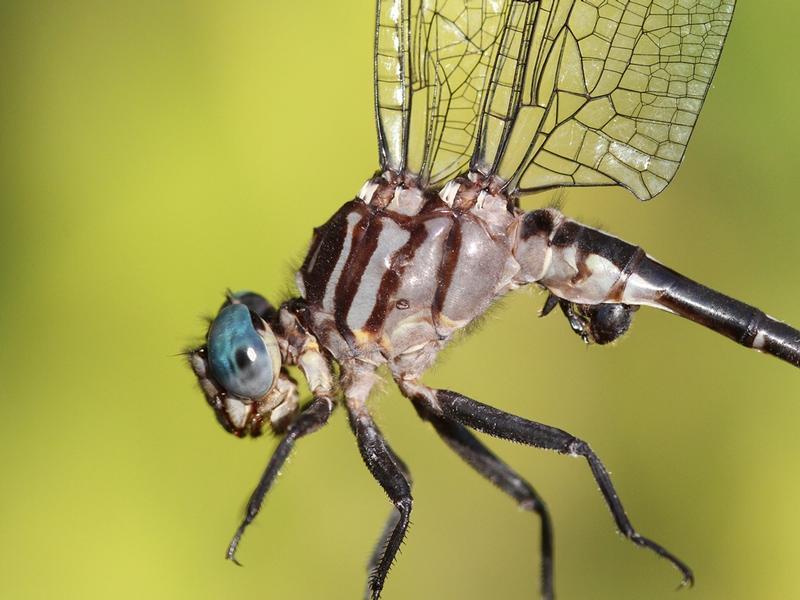 Photo of Elusive Clubtail