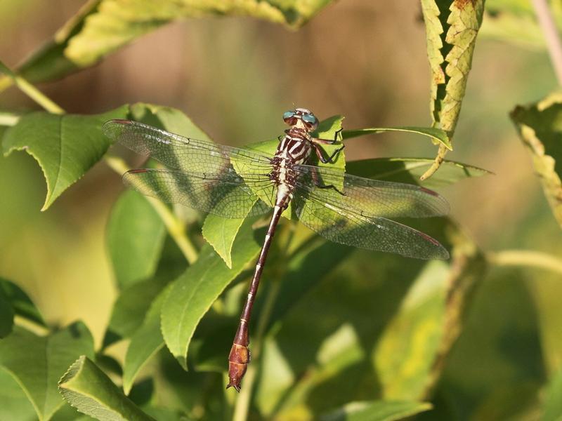 Photo of Russet-tipped Clubtail