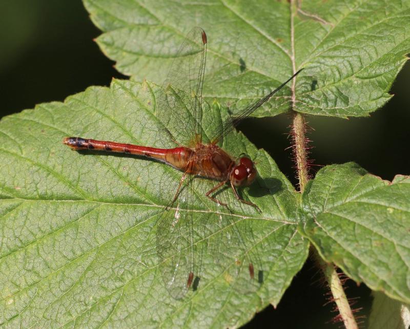 Photo of Autumn Meadowhawk