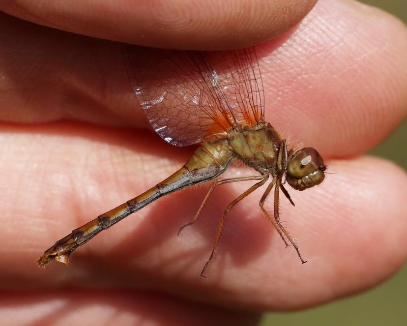 Photo of Autumn Meadowhawk