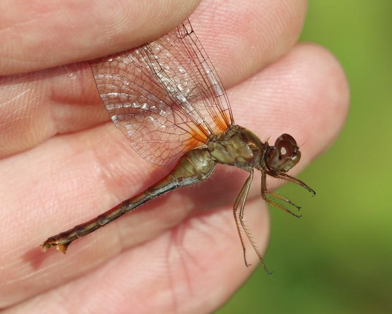 Photo of Autumn Meadowhawk