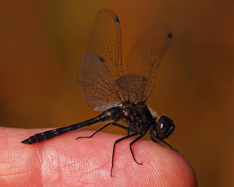 Photo of Black Meadowhawk