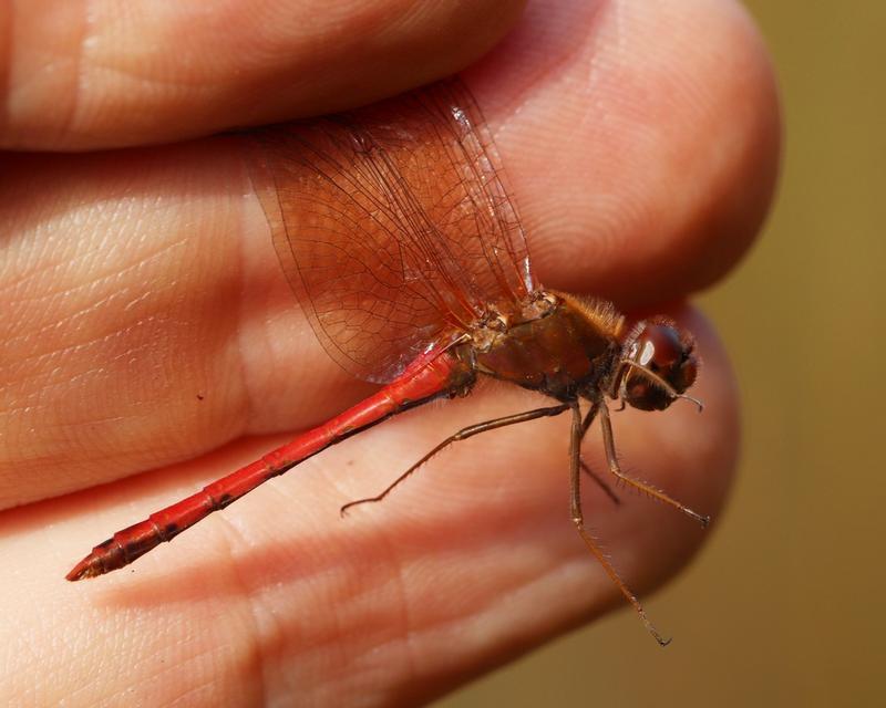 Photo of Autumn Meadowhawk