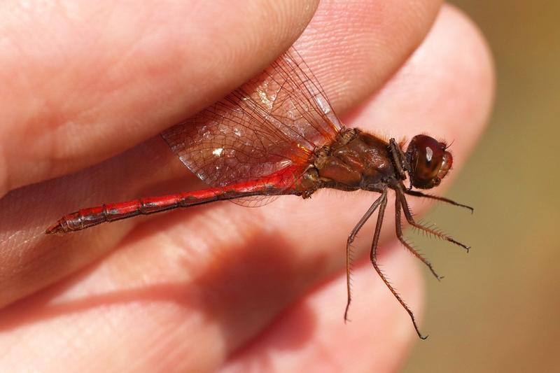 Photo of Autumn Meadowhawk