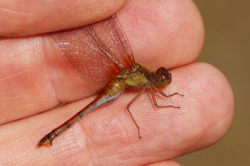 Photo of Autumn Meadowhawk