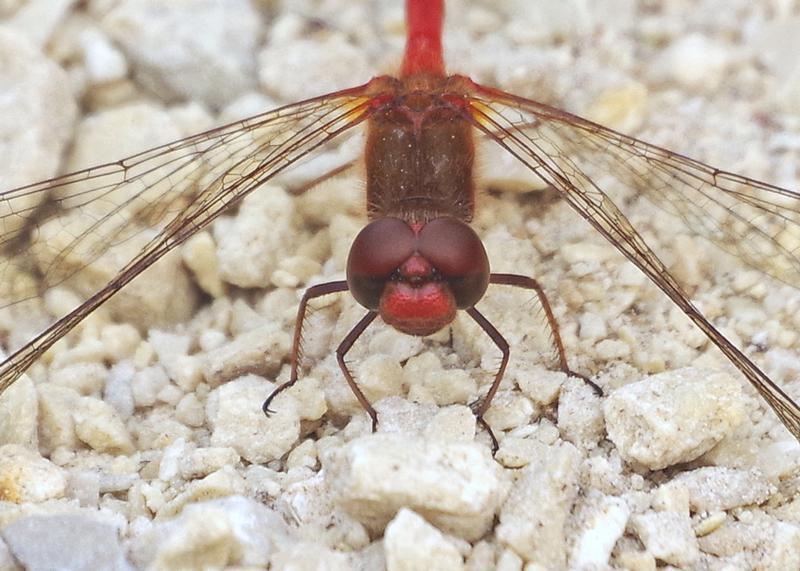 Photo of Autumn Meadowhawk