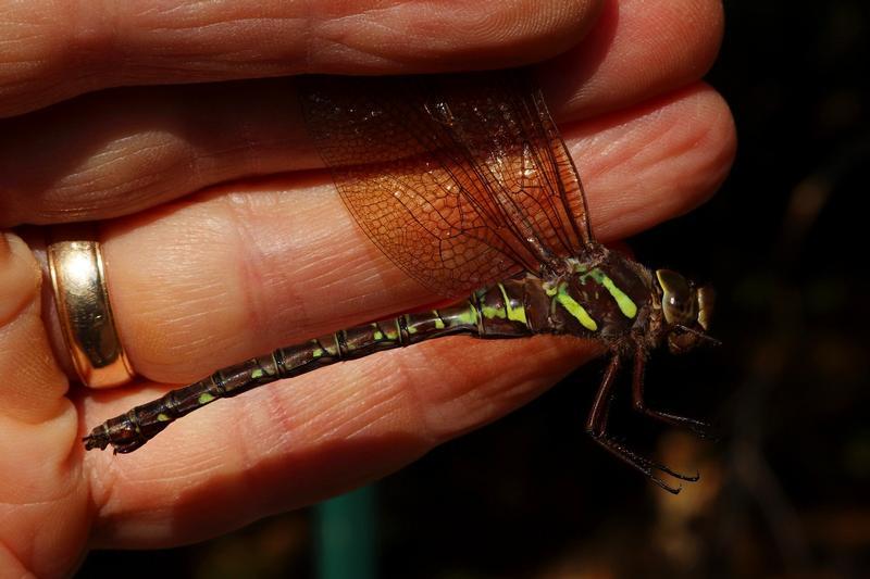 Photo of Shadow Darner