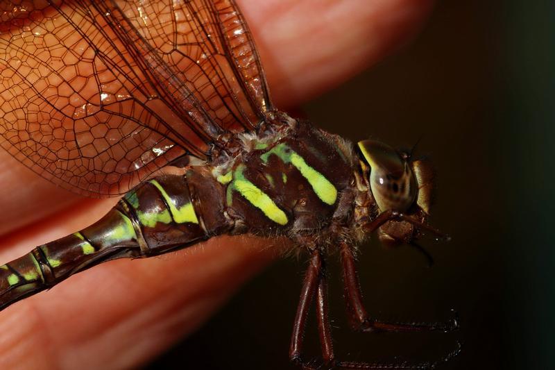 Photo of Shadow Darner