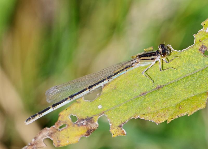 Photo of Familiar Bluet