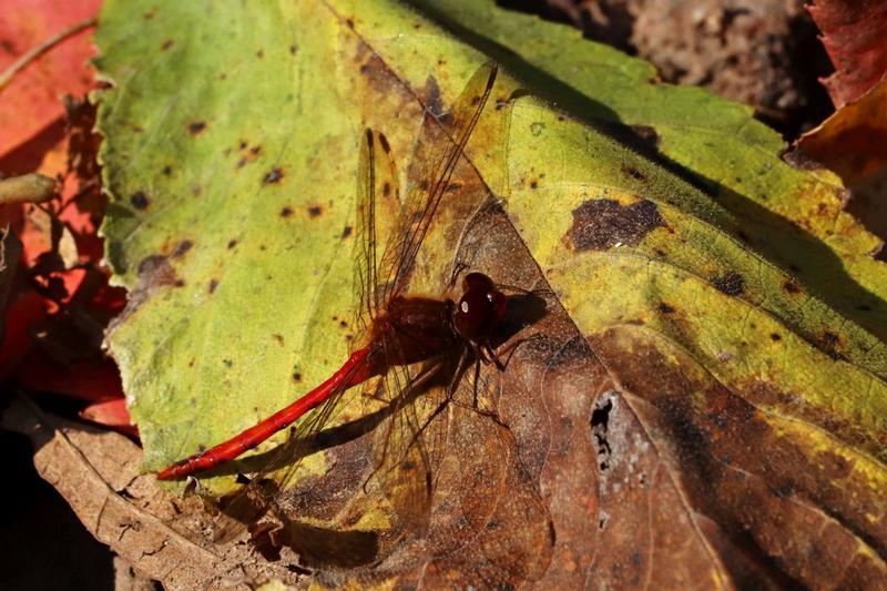 Photo of Autumn Meadowhawk