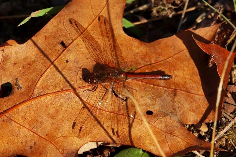 Photo of Autumn Meadowhawk