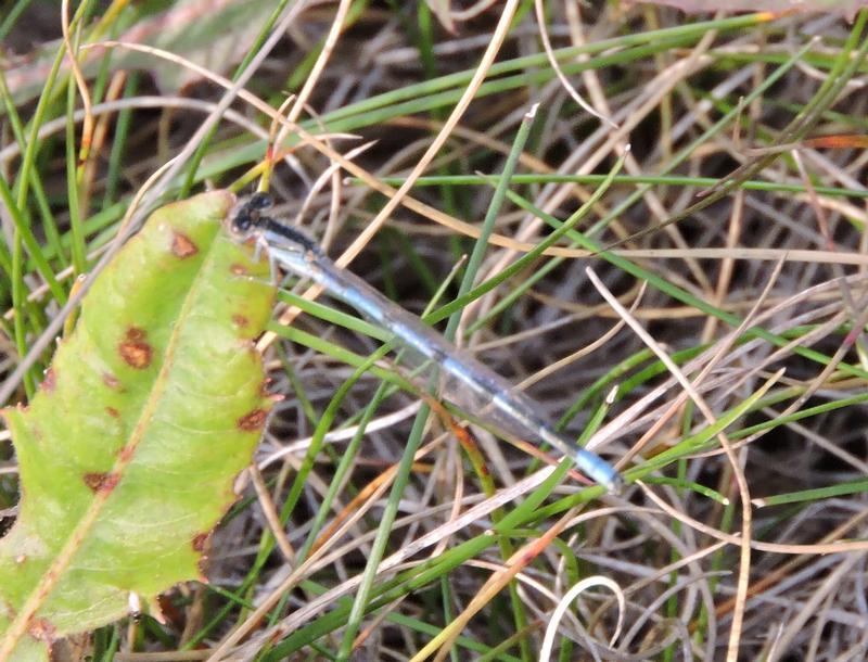 Photo of Familiar Bluet