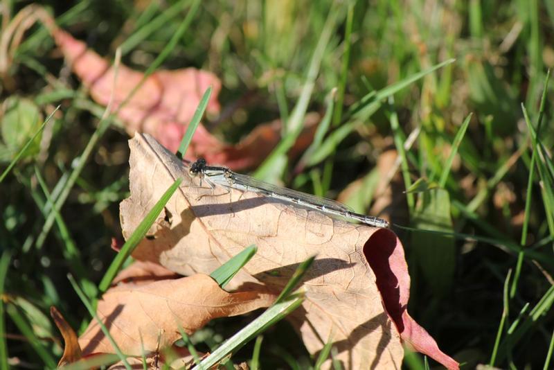 Photo of Familiar Bluet